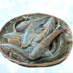 Baila Fish (Glossogobius giuris) - Image 3