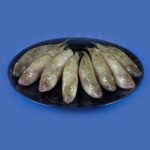 Baila Fish (Glossogobius giuris) - Image 9