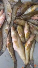 Baila Fish (Glossogobius giuris) - Image 8