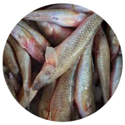 Baila Fish (Glossogobius giuris)