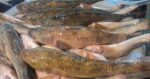 Baila Fish (Glossogobius giuris) - Image 4