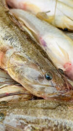 Baila Fish (Glossogobius giuris) - Image 2