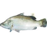 Koral fish (Coming Soon)