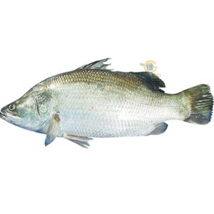 Koral fish (Coming Soon)
