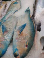 All Fishes (Coming Very Soon) - Image 28