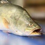 Koral fish (Coming Soon) - Image 6