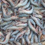 All Fishes (Coming Very Soon) - Image 25
