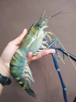 All Fishes (Coming Very Soon) - Image 24