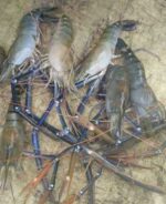 All Fishes (Coming Very Soon) - Image 23