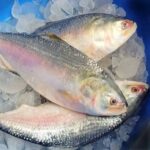 Hilsha Fish (Coming Soon) - Image 10