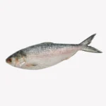 Hilsha Fish (Coming Soon) - Image 11