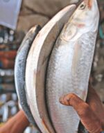 Hilsha Fish (Coming Soon) - Image 6