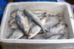 Hilsha Fish (Coming Soon) - Image 5
