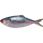 Hilsha Fish (Coming Soon)