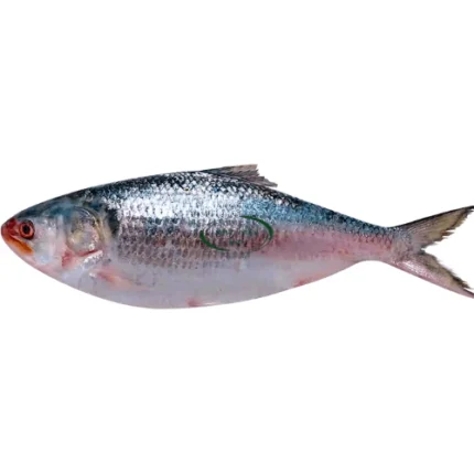 Hilsha Fish (Coming Soon)