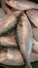Hilsha Fish (Coming Soon) - Image 3