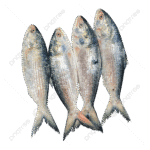 Hilsha Fish (Coming Soon) - Image 2