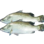 All Fishes (Coming Very Soon) - Image 10