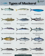 Mackerel Fish (Coming Soon) - Image 7
