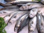 Mackerel Fish (Coming Soon) - Image 5