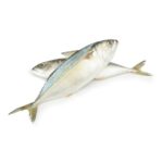 Mackerel Fish (Coming Soon) - Image 4