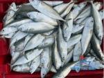 Mackerel Fish (Coming Soon) - Image 3