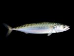 Mackerel Fish (Coming Soon)