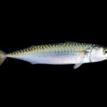 Mackerel Fish (Coming Soon)