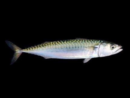Mackerel Fish (Coming Soon)