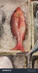 All Fishes (Coming Very Soon) - Image 9